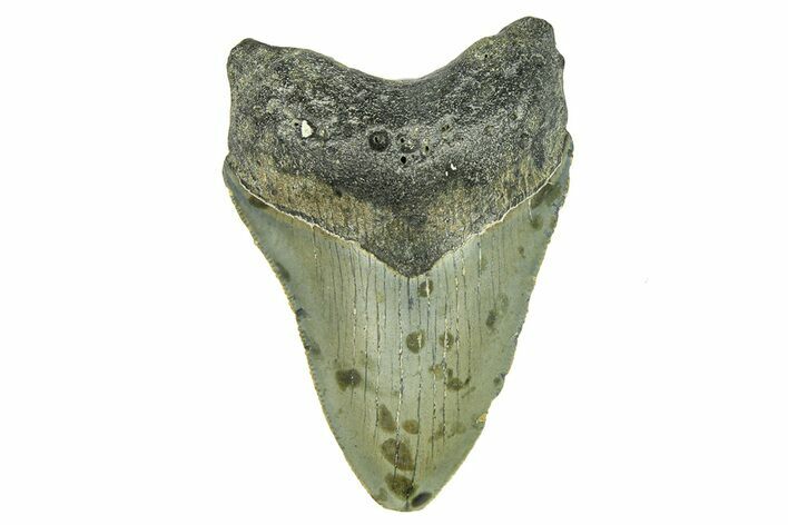 Serrated, Fossil Megalodon Tooth - North Carolina #294508